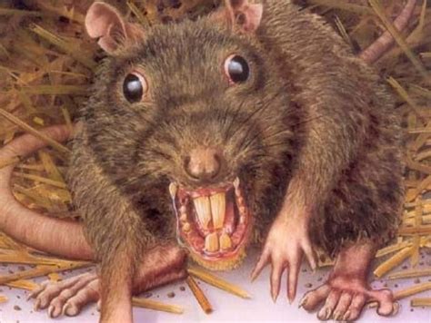 ugly rats pics|Ugly Rat Stock Photos, Images & Pictures